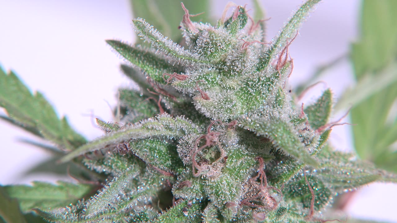 Frosted-looking plant bud with green leaves