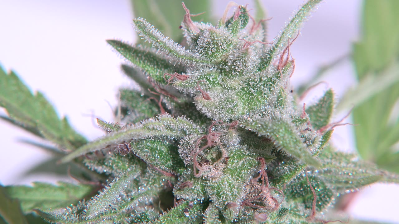 Close-up of a resin-covered cannabis flower and green leaves in Westminster, Colorado, with a pale grow-light background and no visible people.