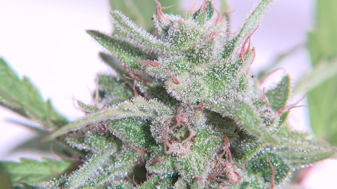 A tight Westminster, Colorado close-up shows a green flowering plant with serrated leaves, pale crystal-like texture, pink hairlike strands, and no visible people at the start of the clip.