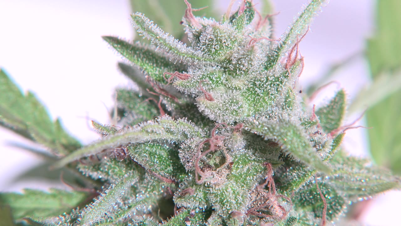 A similar close view in Westminster, Colorado keeps the green plant head centered, with fuzzy pale texture across the leaves and no visible people.