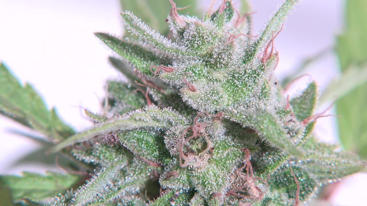 Close-up cannabis flower with frosty green leaves under bright light.