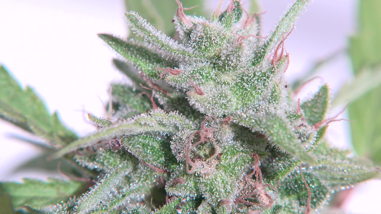 At 0:01, the cannabis flower remains centered in a shallow-focus Westminster, Colorado frame, with pale crystal-like trichomes visible across the green leaves and no visible people.