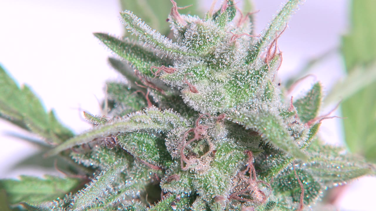 At 0:00, a tight Westminster, Colorado plant close-up shows green leaves coated with white crystalline specks and pinkish fibers, with no visible people.