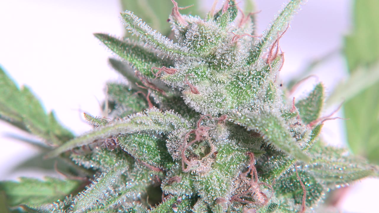 Close-up of a marijuana flower in Westminster, Colorado, with frosty trichomes on green leaves, pale pink pistils, and no visible people.