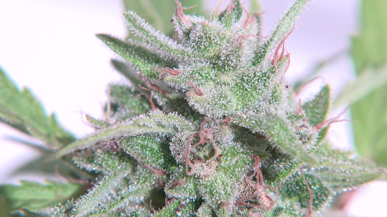 Tight Westminster, Colorado close-up showing the marijuana bud slightly more centered, with sparkling trichome texture and no visible people.