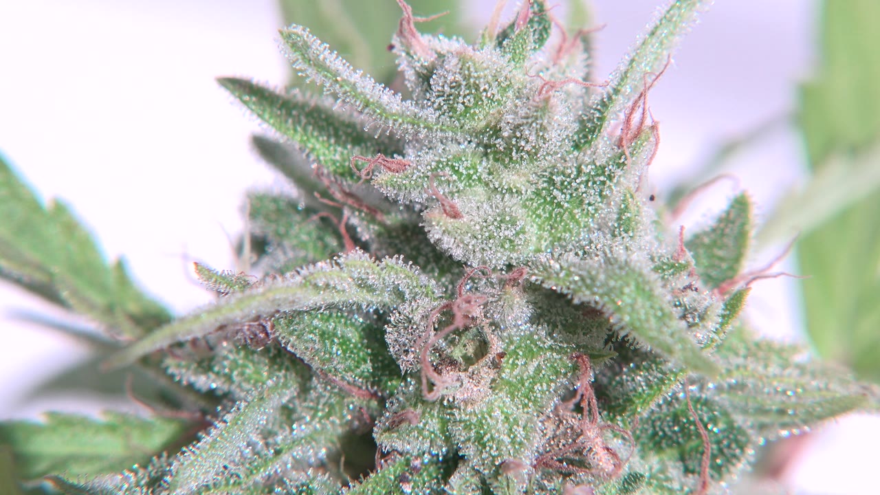 Green marijuana flower close-up against a pale blurred background.