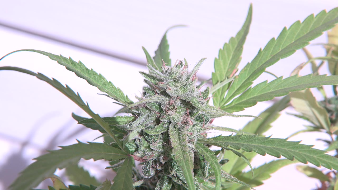 Close-up of a green plant bud with serrated leaves spreading across a pale background in Westminster, Colorado, with no visible people.
