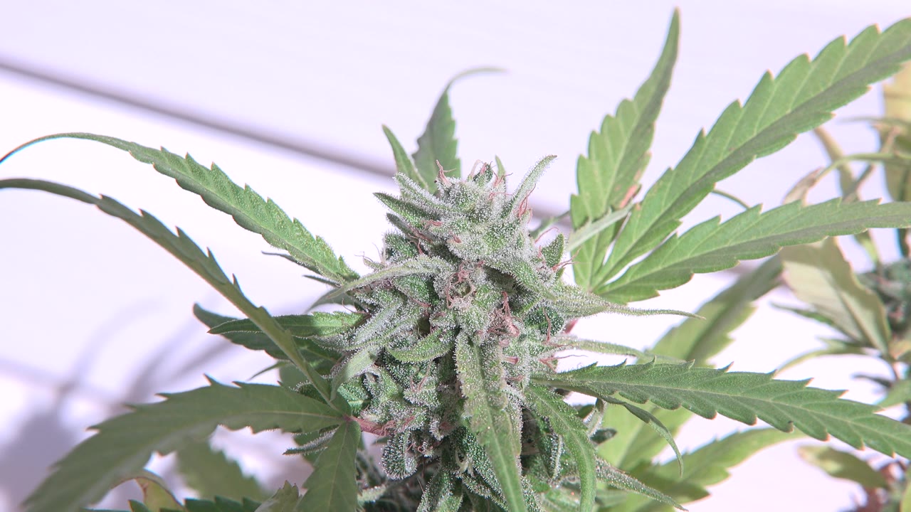 A close view of a sunlit flowering plant with serrated green leaves in Westminster, Colorado, with no visible people.
