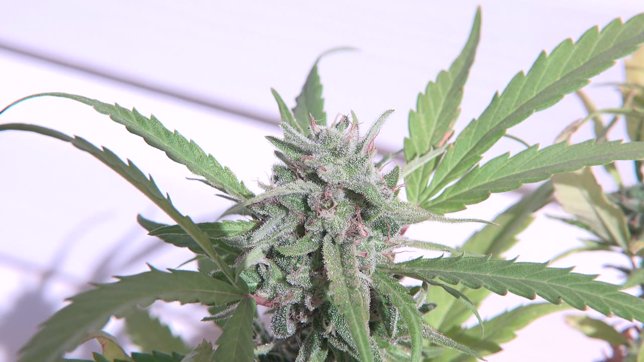 Close view of a flowering cannabis plant in Westminster, Colorado, with the bud near the left center, green serrated leaves crossing the frame, and no visible people.