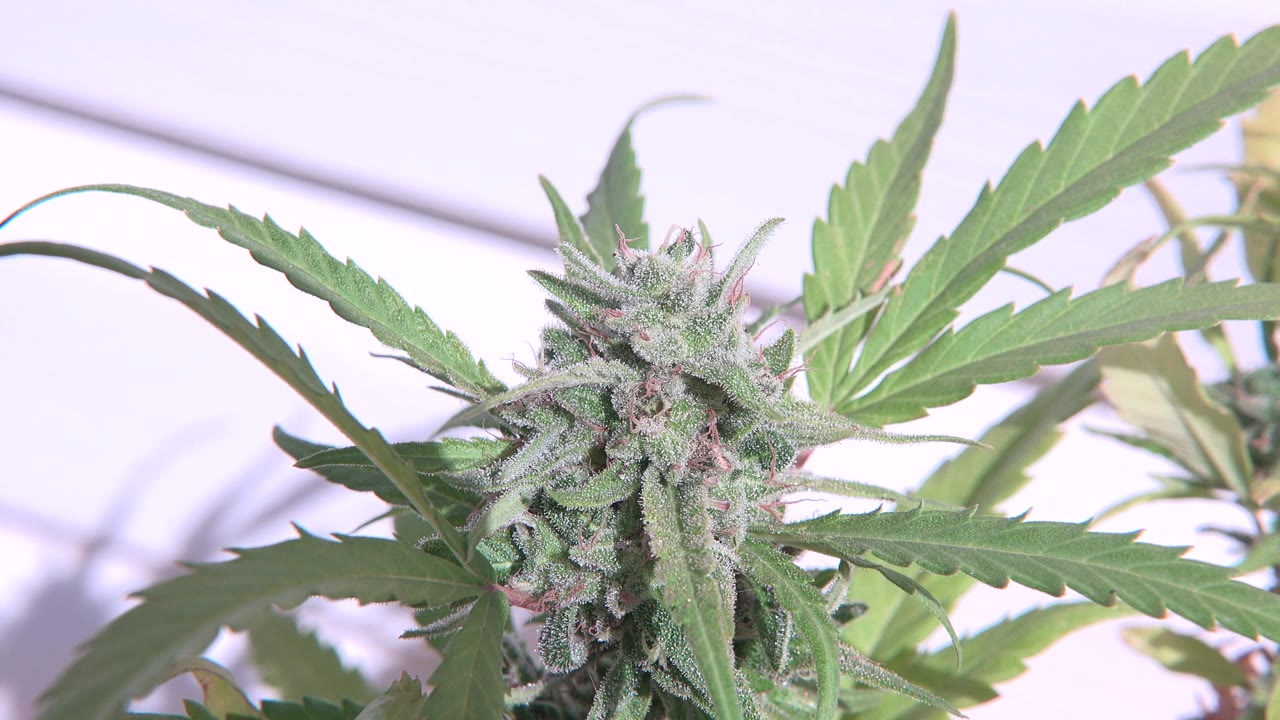 Close-up of the same Westminster, Colorado cannabis plant with the blossom centered slightly left, long leaves extending to the right, and no visible people.