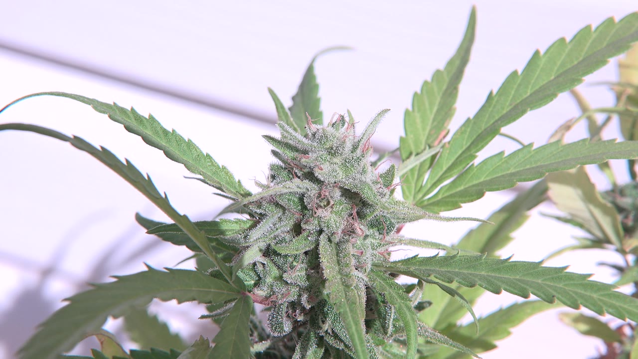 Flowering cannabis bud with pale violet detail and green leaves.