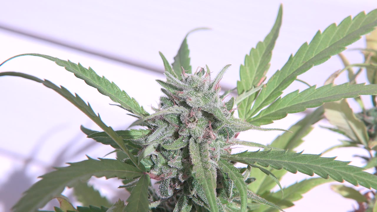 Close-up of a flowering green plant in Westminster, Colorado, with serrated leaves spreading across a pale background and no visible people.