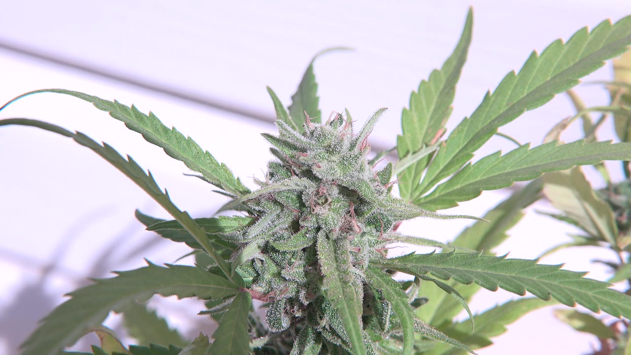 Close-up of a mature cannabis bud and serrated leaves outdoors in Westminster, Colorado, with no visible people.