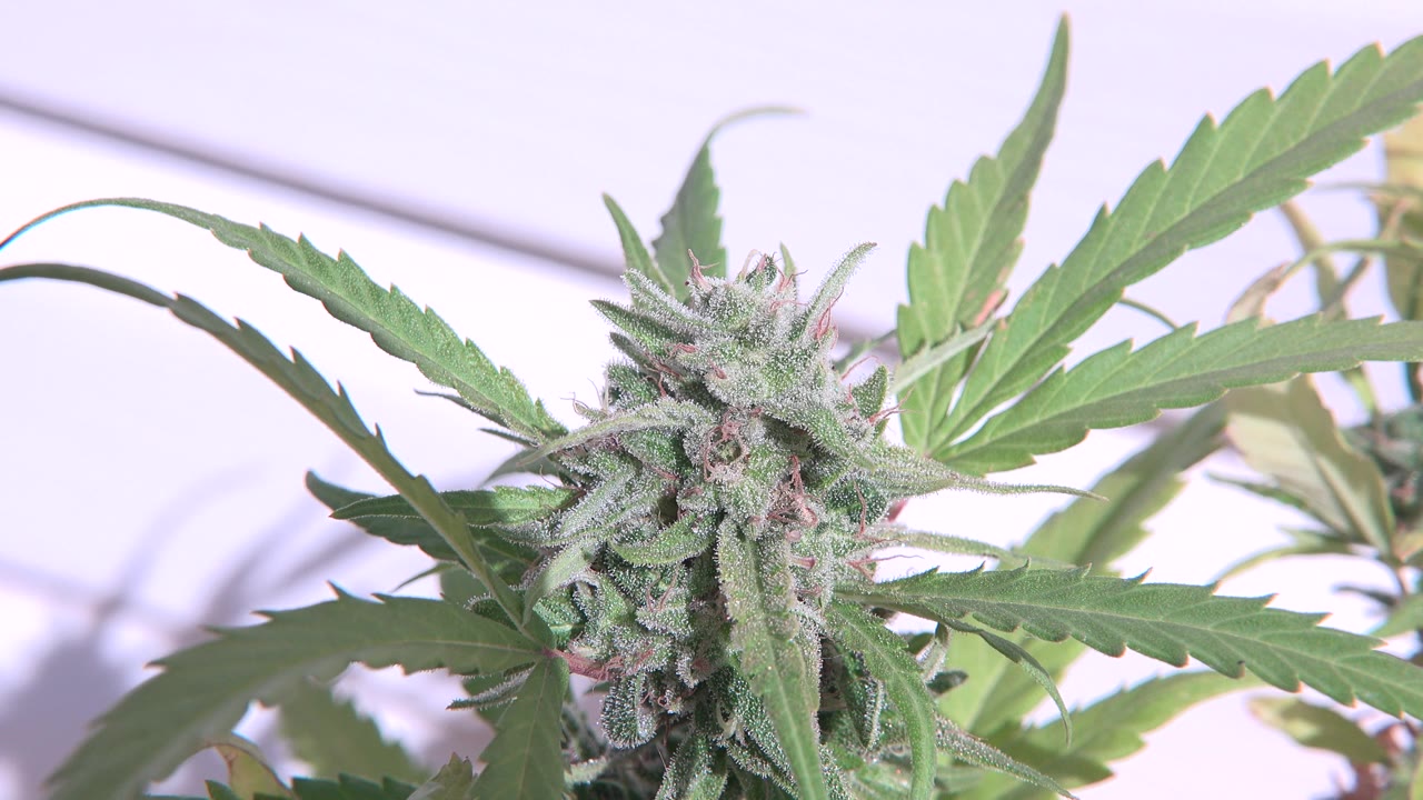 Close-up of a frosty cannabis bud and serrated green leaves in Westminster, Colorado, with a pale pink background and no visible people.