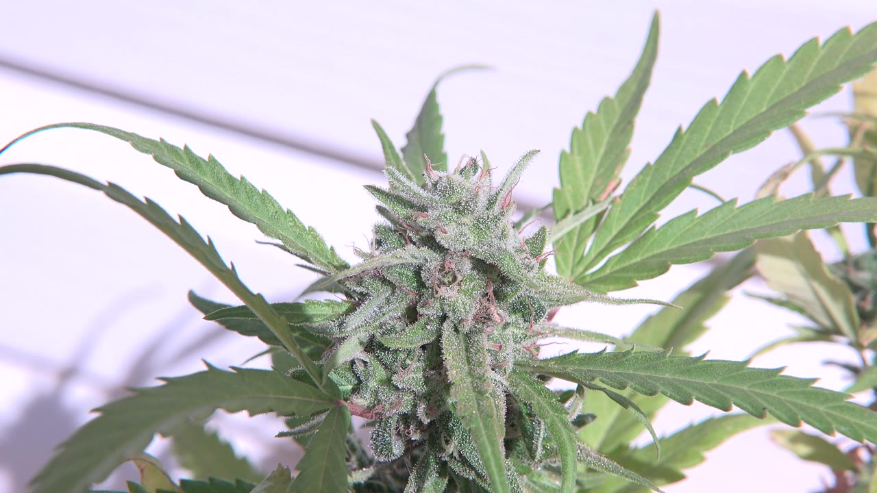 A similar close view of the cannabis flower in Westminster, Colorado, with the bud slightly left of center, green leaves extending right, and no visible people.