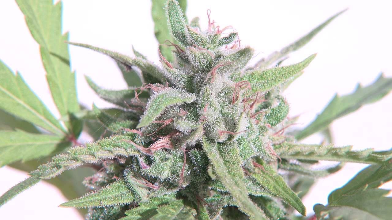 At 0:00, a close-up in Westminster, Colorado shows an unidentified green layered flower and serrated leaves against a bright white background, with no visible people.