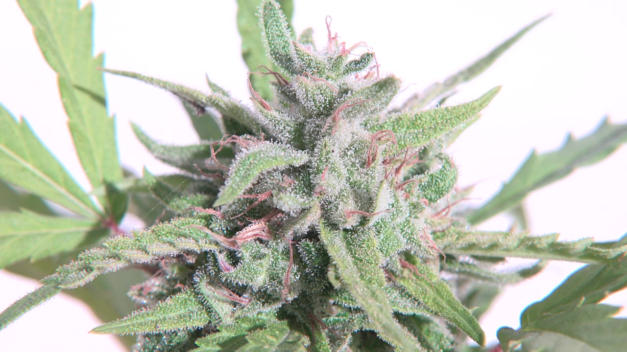 Close-up of a fuzzy green plant bud with serrated leaves and pinkish hairs in Westminster, Colorado, with no visible people.