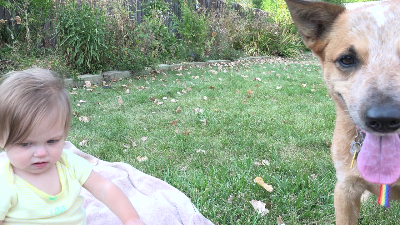 Baby on a blanket beside a tan dog in a backyard