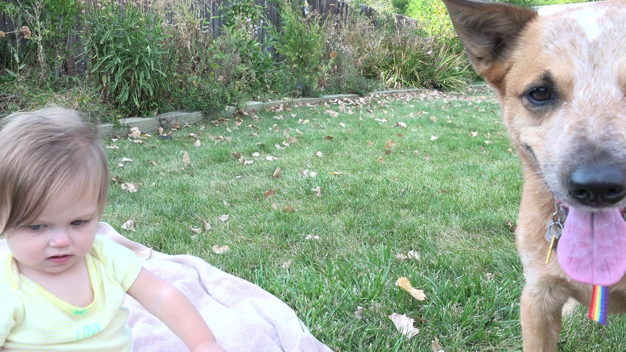 A tan dog with its tongue out faces the camera while the baby remains low on the blanket near the right edge in the Westminster, Colorado backyard.