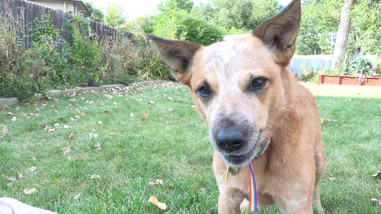 Tan dog close to camera on green backyard grass.
