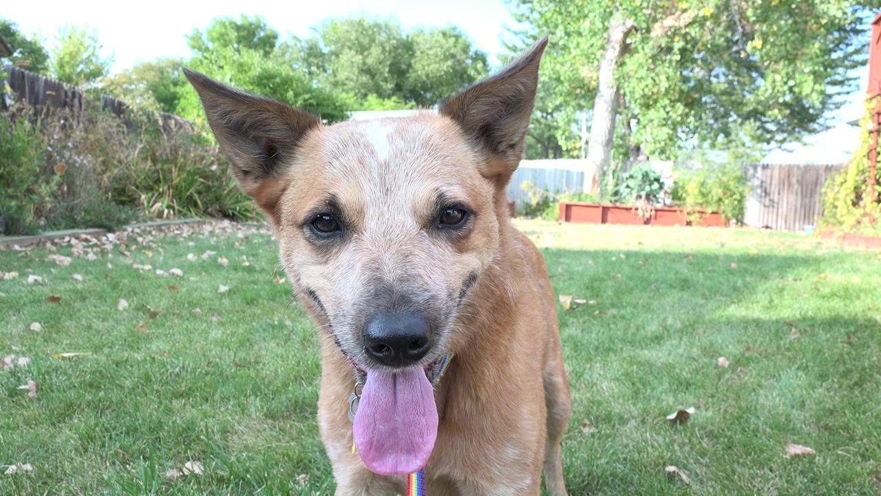 Tan dog close to the camera in a green backyard