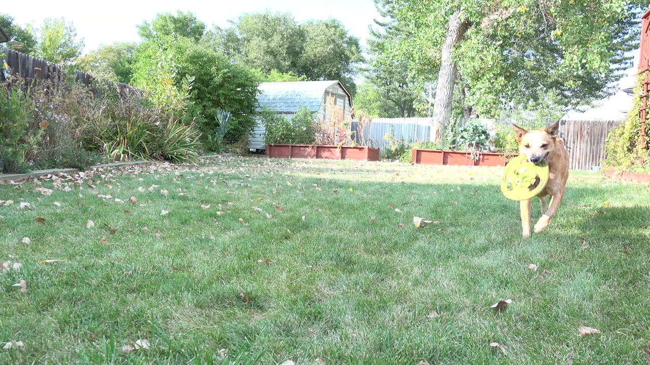 A tan dog runs toward the camera across a green backyard lawn in Westminster, Colorado, carrying a yellow ring toy, with trees, fencing, garden beds, and no visible people.