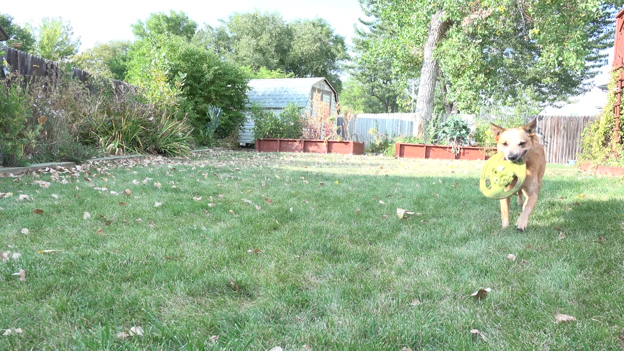 The dog is closer to the low camera in the Westminster backyard, still holding the yellow toy as the lawn, fence, trees, raised beds, and shed remain in the background with no visible people.