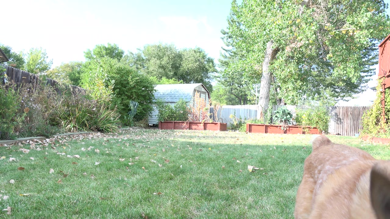 Dog passing close to camera at the edge of the frame