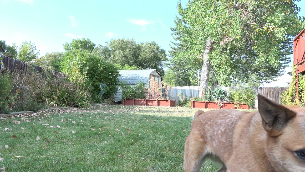 Brown dog passing close to a grassy backyard camera