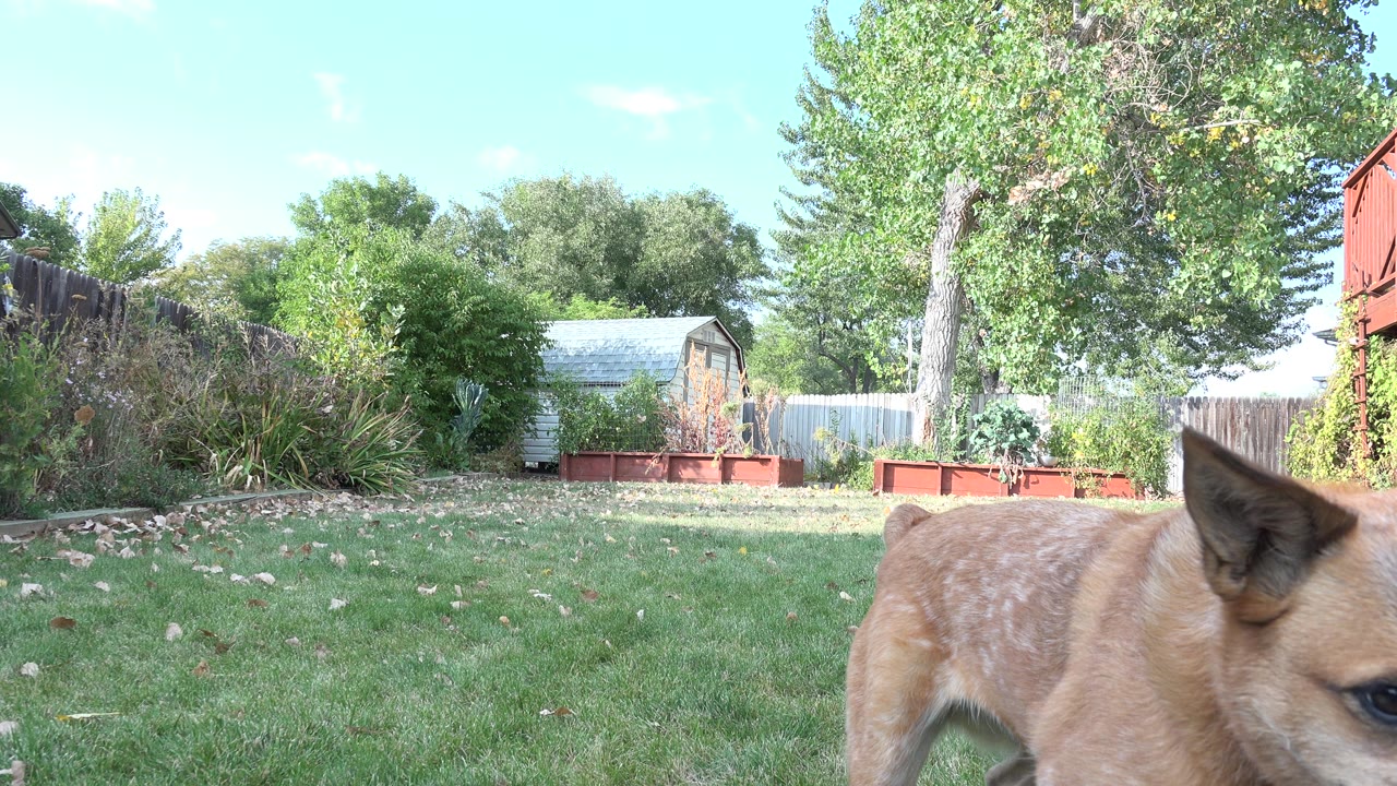 The brown dog remains partly cropped in the near foreground as the Westminster, Colorado backyard stretches behind it with grass, fencing, trees, raised beds, and no visible people.