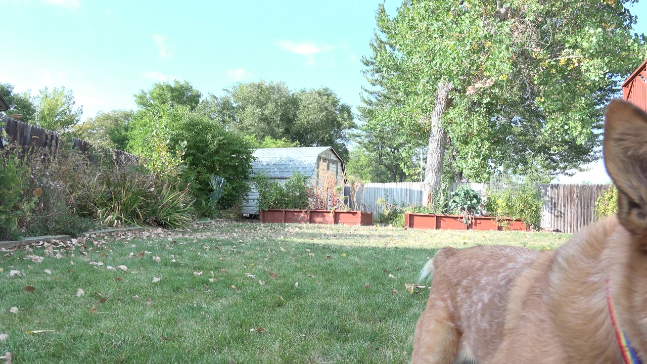 Tan dog very close to the camera in a backyard lawn.
