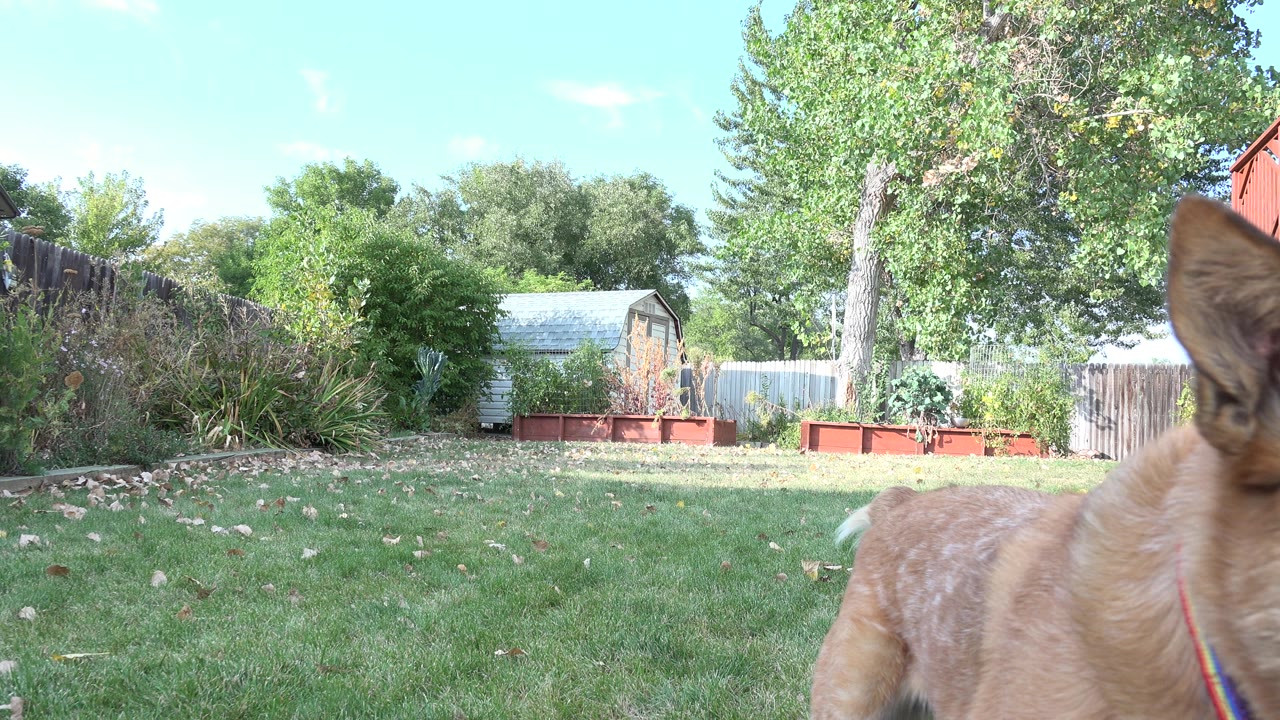 The dog's ear fills the near foreground while the Westminster backyard remains visible behind it, including grass, trees, fencing, raised beds, and no visible people.