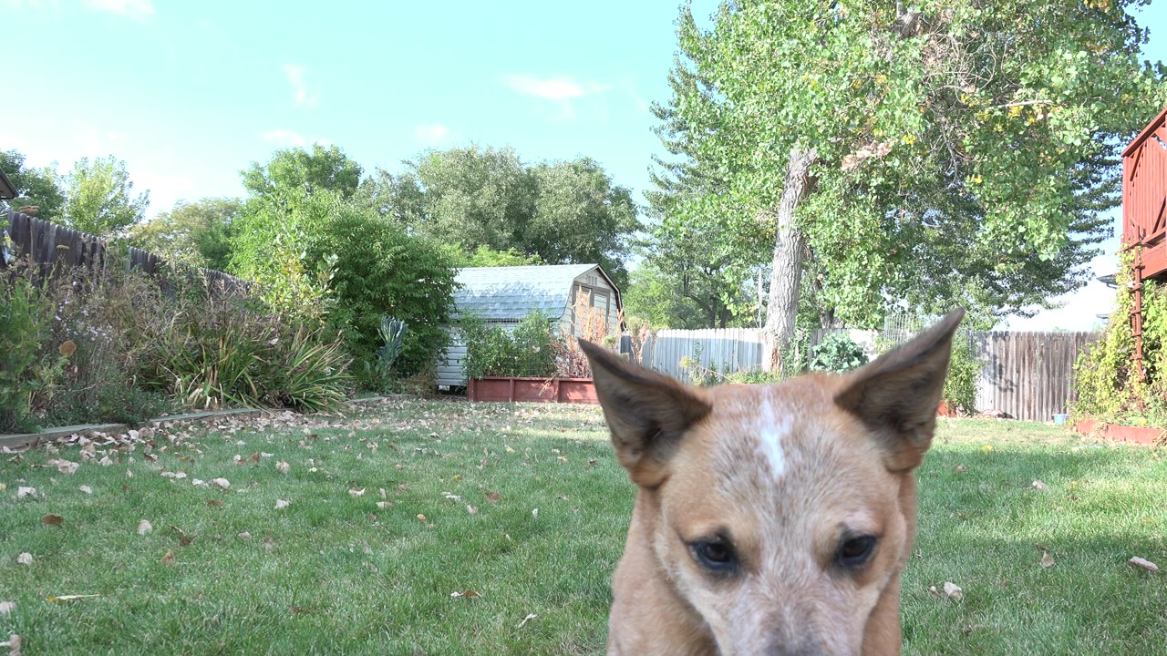 A tan dog stands very close to the low camera in a Westminster, Colorado backyard, with its ears and forehead dominating the lower frame and no visible people.