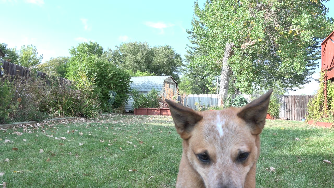 The tan dog's face is centered close to the lens in the Westminster, Colorado garden, with grass, a fence, trees, and a small shed behind it and no visible people.
