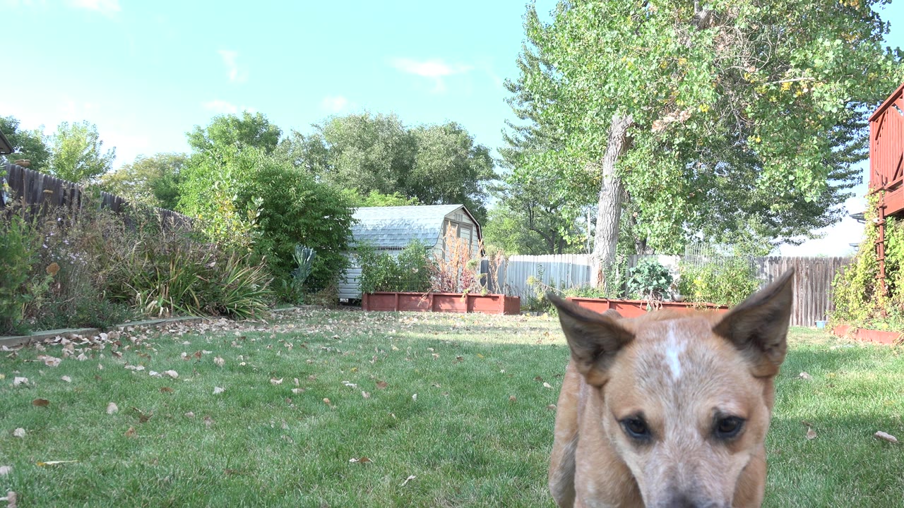Tan dog partly at the right edge of a green backyard frame.