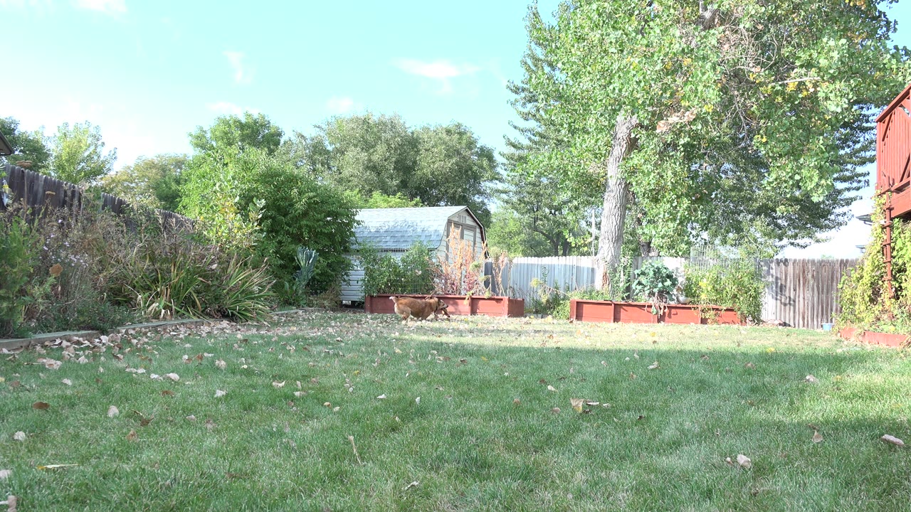 Sunny backyard lawn with garden beds, fence, trees, and a shed.
