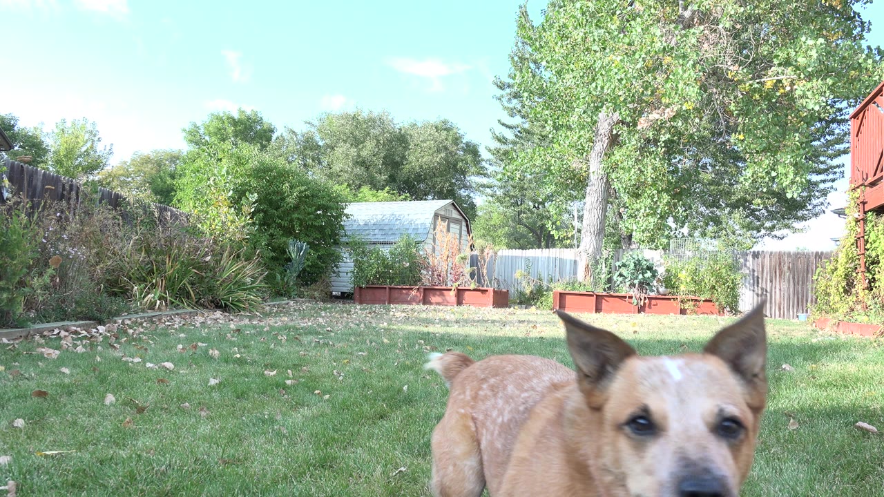 Brown dog close to the camera in a grassy backyard.