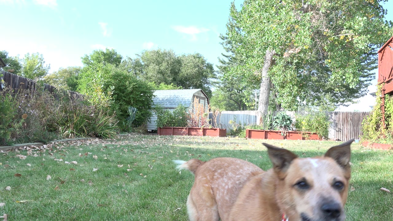 The brown dog remains near the foreground in the Westminster, Colorado yard, with a bright lawn, scattered leaves, raised garden beds, fence, shed, and no visible people.