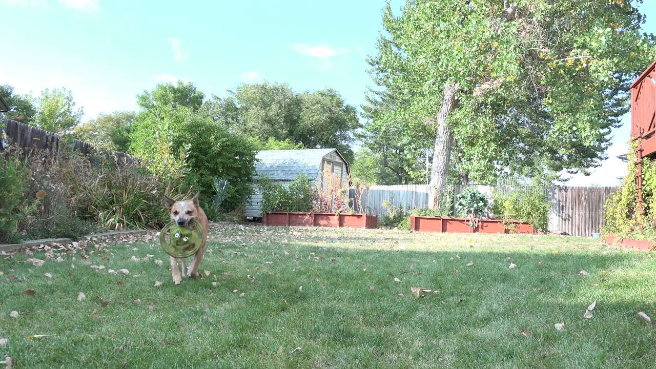 Tan dog running across a backyard lawn with a green toy.