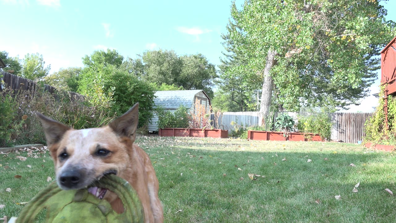 The dog's face and ears fill the right foreground as it bites a green toy near the camera in the Westminster backyard, with the lawn and garden background still visible and no visible people.