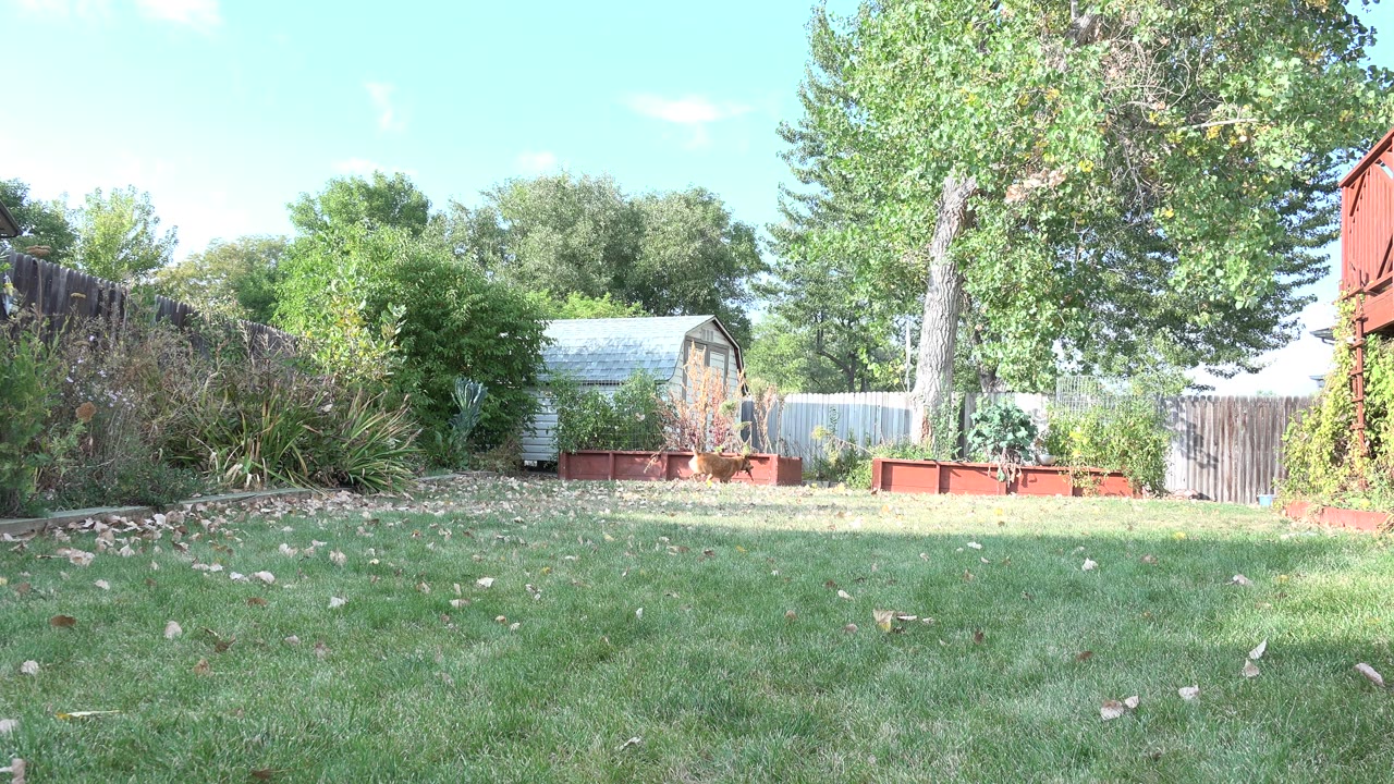 Empty grassy backyard with trees, fencing, and garden beds.