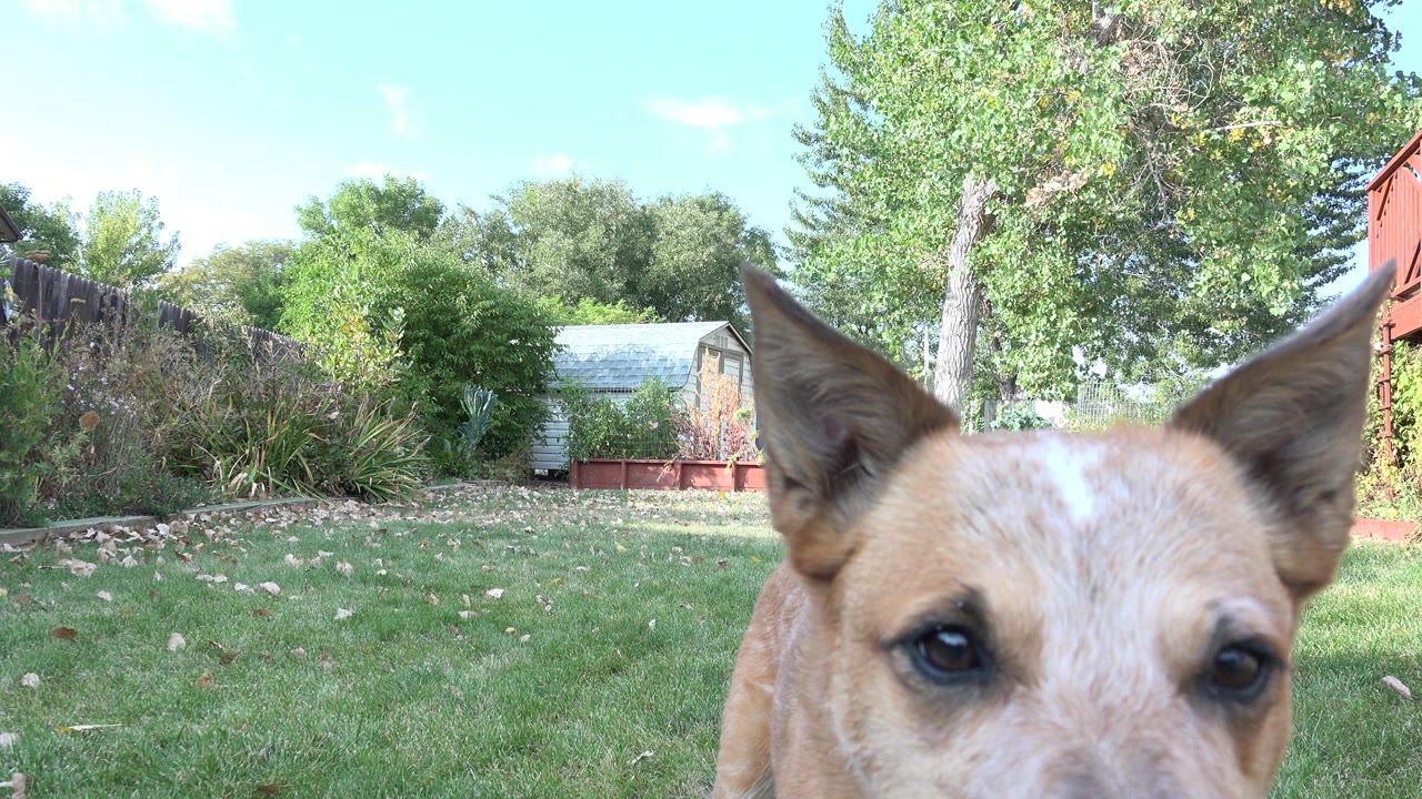 Tan dog close to the camera in a sunny backyard.