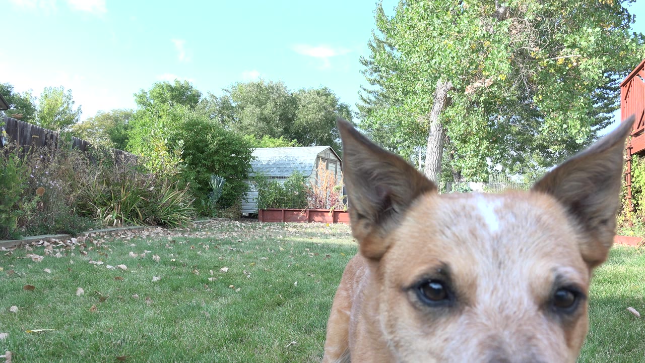 The dog's face remains close to the camera in the Westminster backyard, with one eye prominent, grass below, trees and fencing in the background, and no visible people.