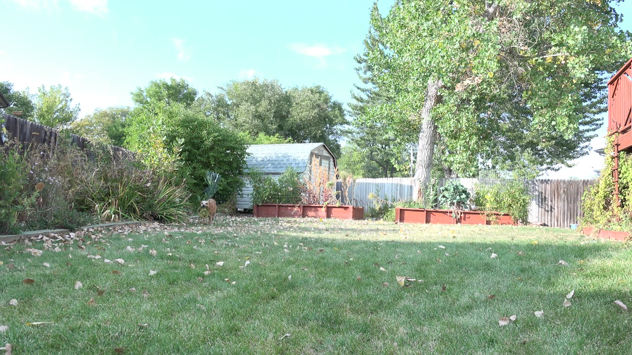 Wide backyard lawn with trees, fence, raised planters, and a small tan dog at left.