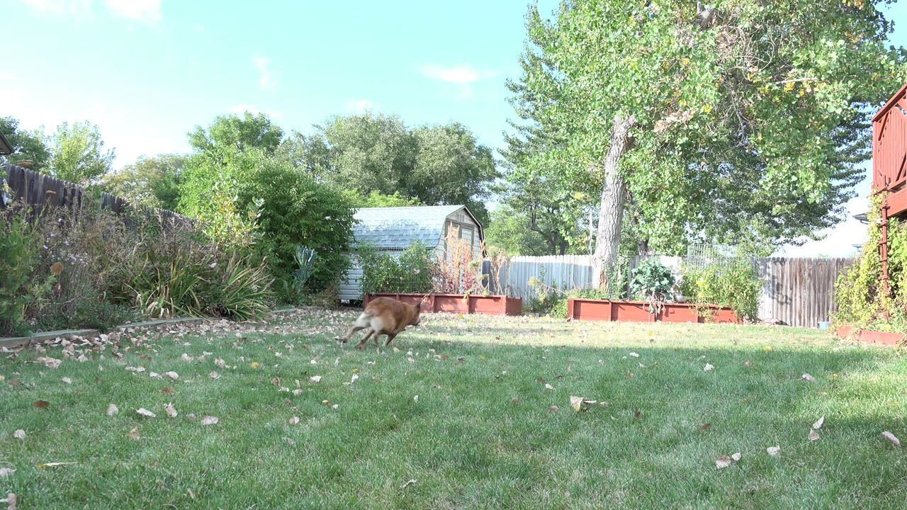 Tan dog running across a grassy backyard near the left side of frame.