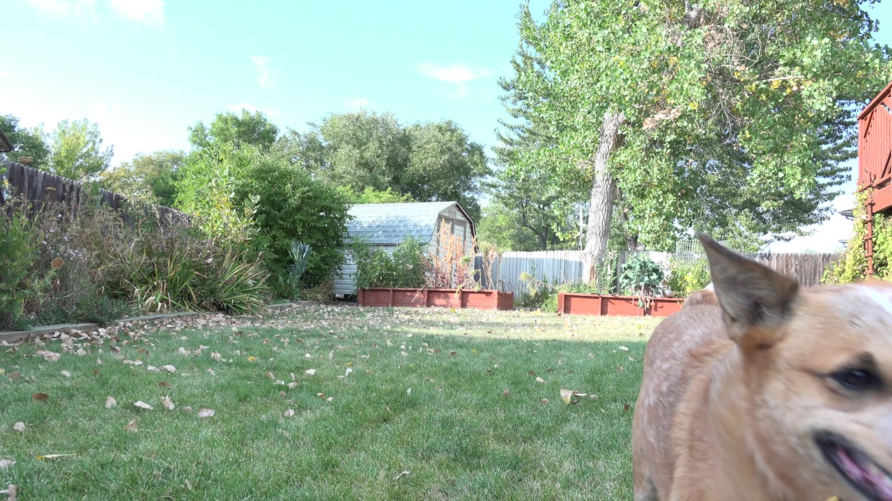 A brown dog moves through the close foreground of a grassy backyard in Westminster, Colorado, with planter boxes, fencing, trees, and no visible people.