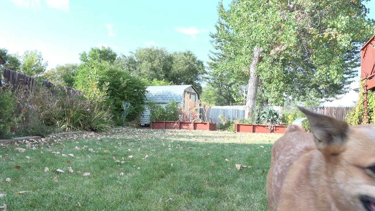 The brown dog crosses the right side of the Westminster, Colorado backyard frame, with grass, red garden planters, fencing, trees, and no visible people.