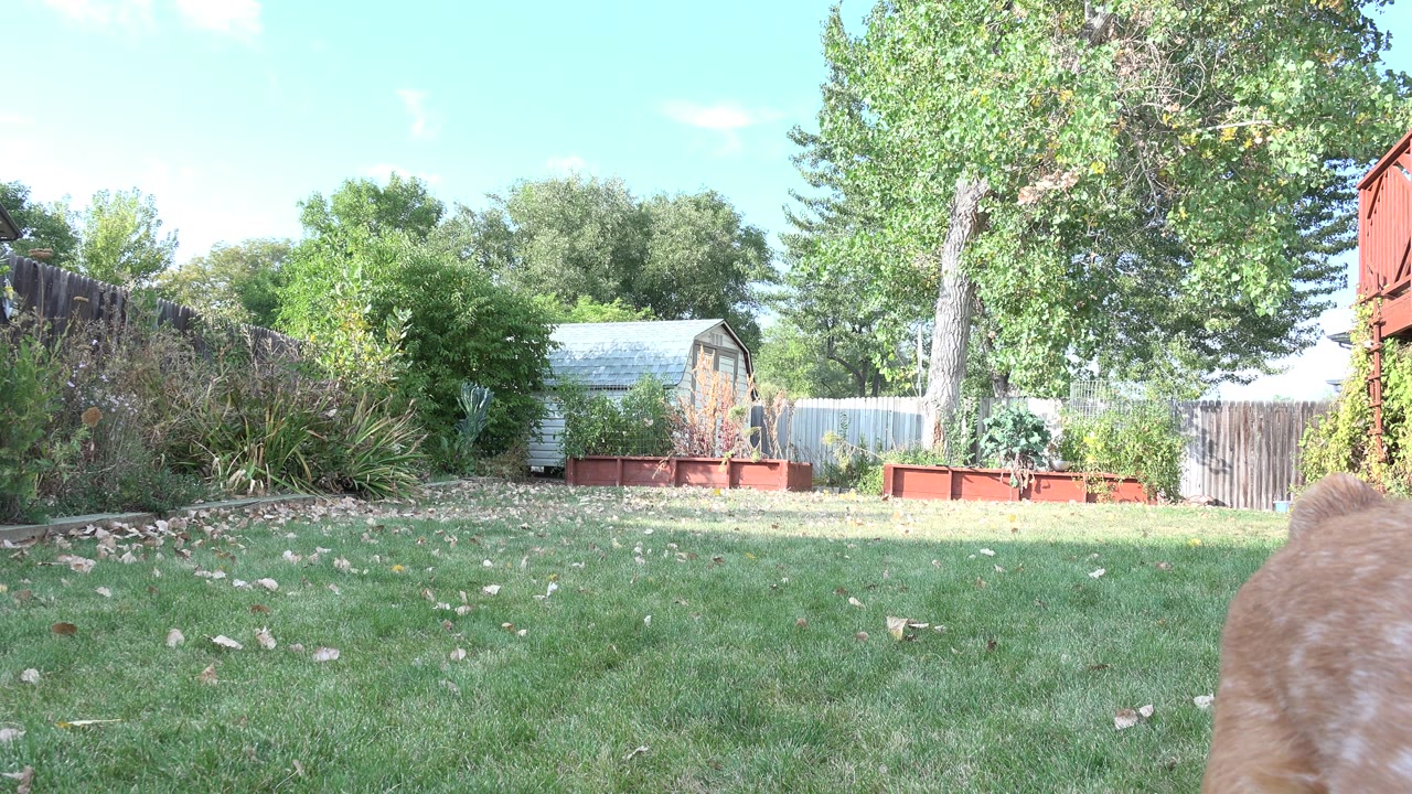 Dog body at the far right edge of a grassy backyard