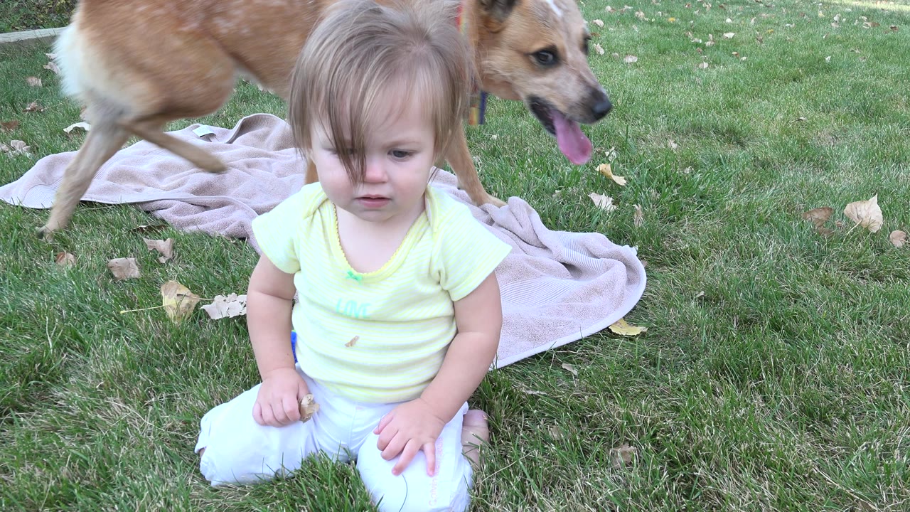 In Westminster, Colorado, a baby sits on a green lawn near a pale blanket while a tan dog walks behind with its tongue out.