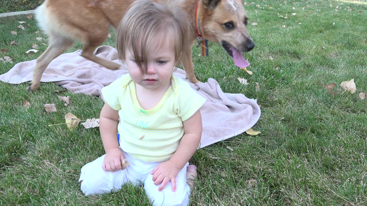 The baby faces the camera on the grass in Westminster, Colorado, while the tan dog passes across the background near the blanket.